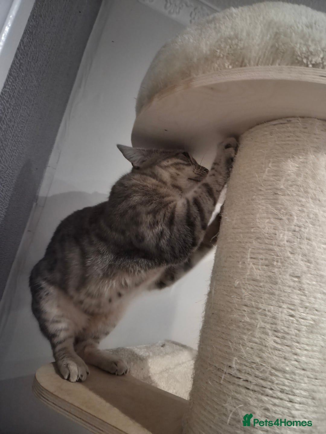 Bengal cats for sale: Kimba - Image 3