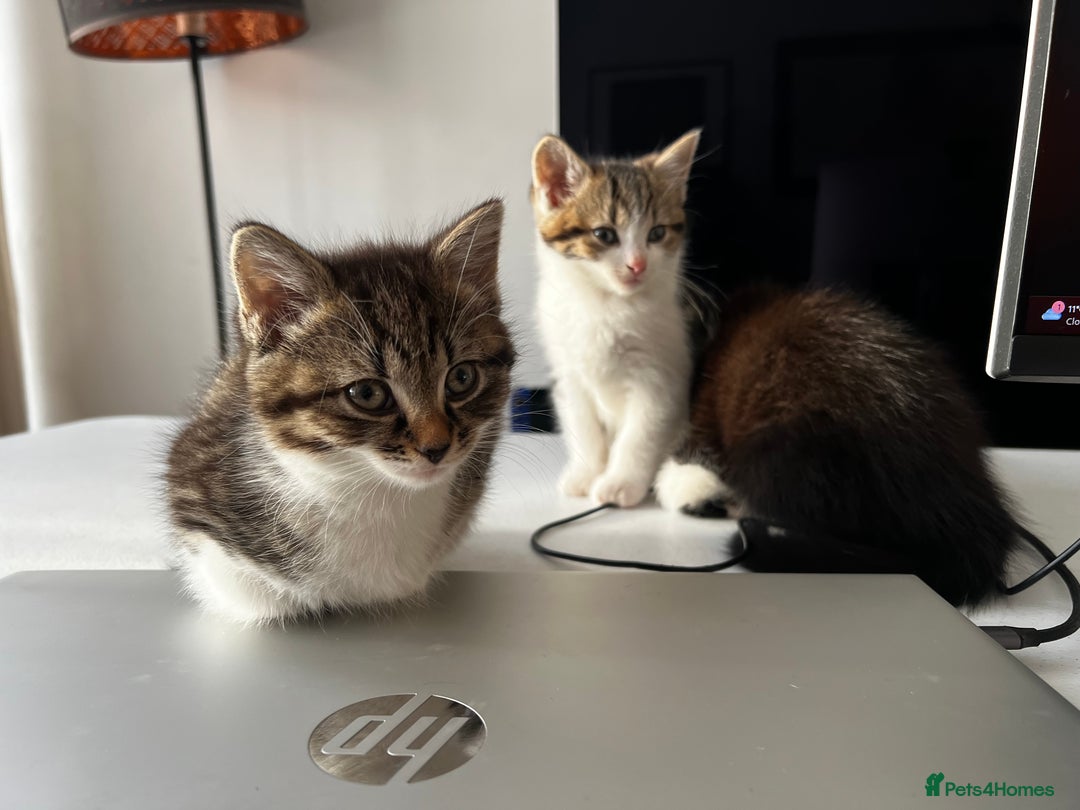 American Shorthair cats for sale: Adorable Tabby Kittens – Ready for Forever Homes - Advert 24