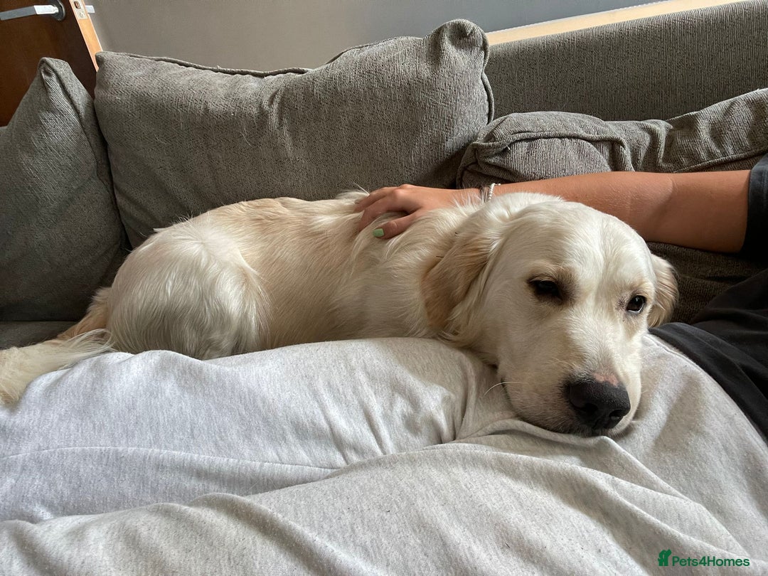 Golden Retriever dogs for sale: Sad sale  in Barnsley - Image 4