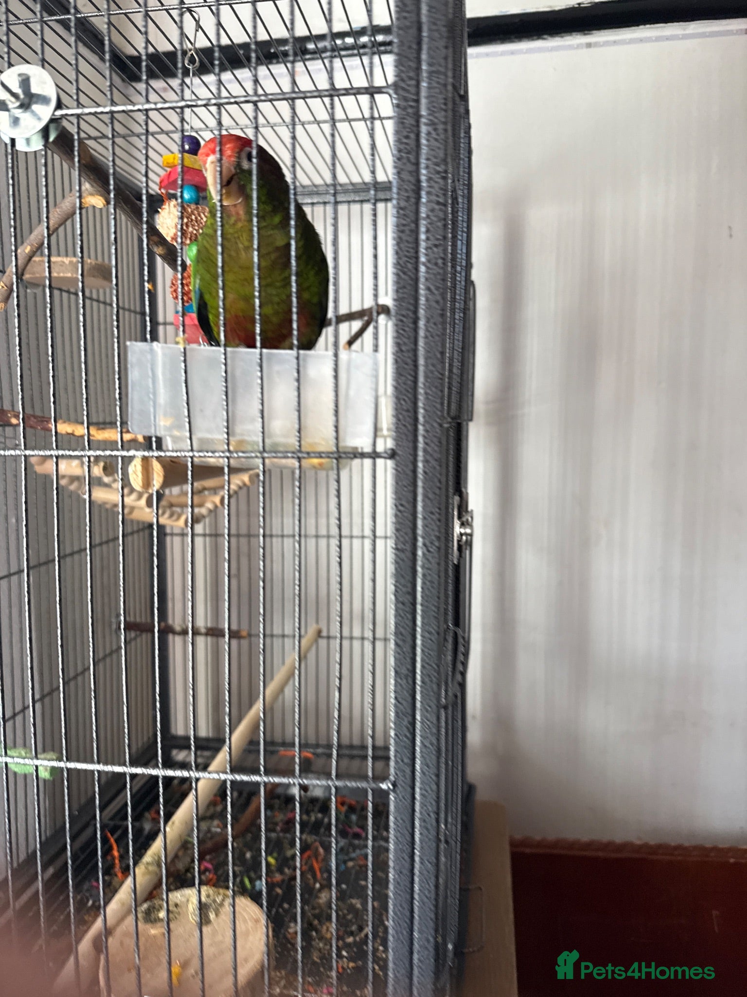Conures birds Rose crown conure need gone asap! - Advert 2