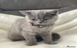 British Shorthair cats for sale: Beautiful  bsh gccf girl (champion breed lines) in Swanley - Image 4