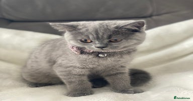 British Shorthair cats in Swanley - Advert 2