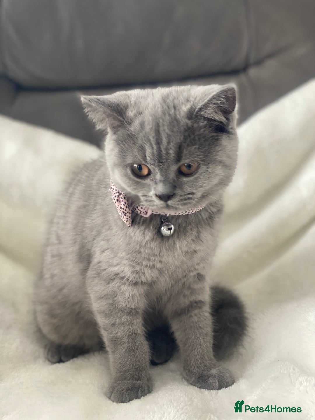 British Shorthair cats for sale: Beautiful  bsh gccf girl (champion breed lines) in Swanley - Image 4