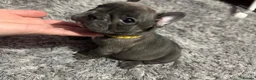 French Bulldog dogs for sale: 100% Purebred French Bulldog Puppies - Advert 4