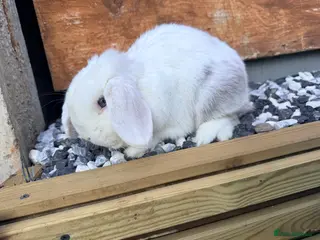 Mini Lop rabbits Rabbit for sale - Advert 17