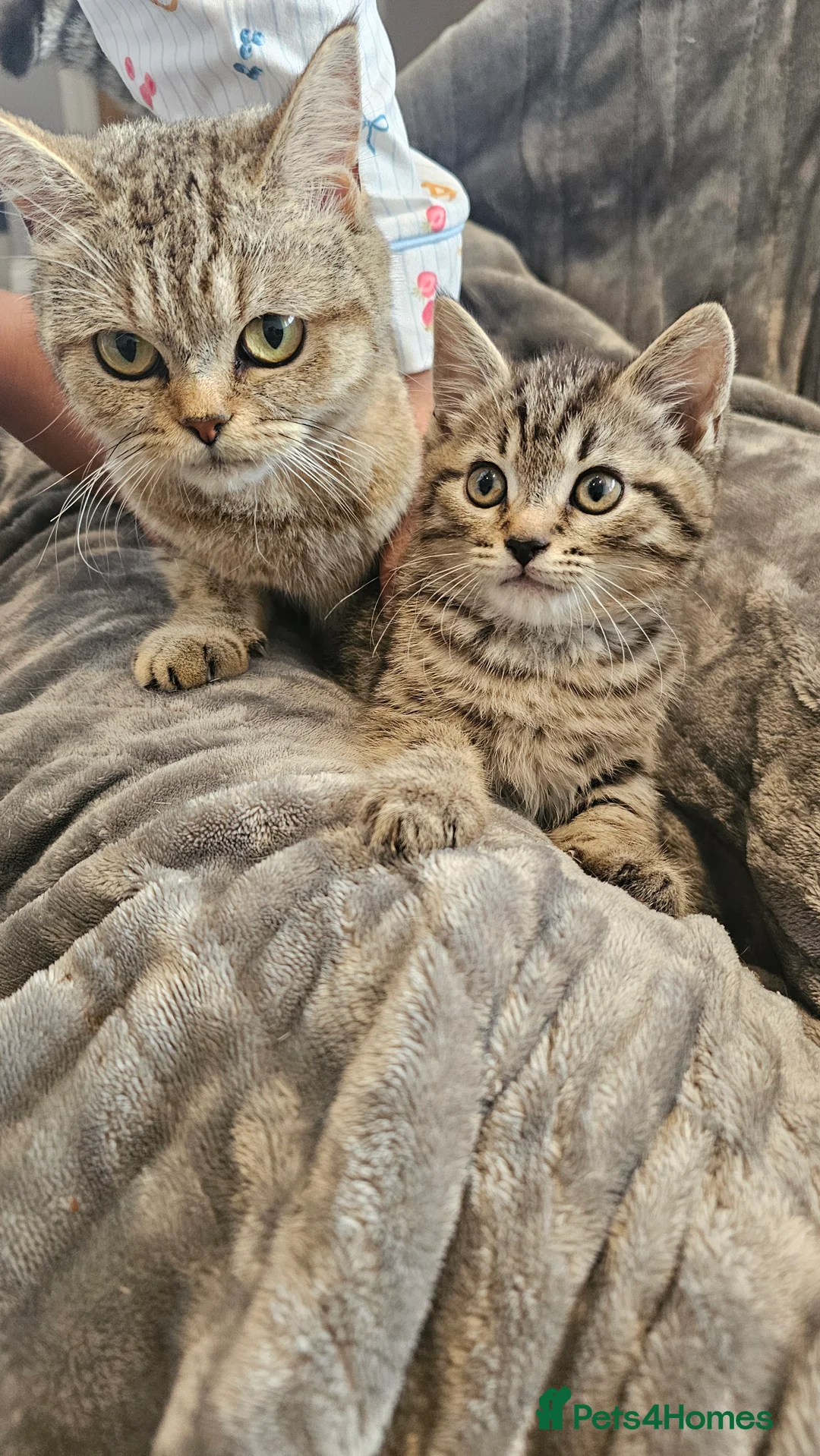 British Shorthair cats for sale: Mrs j kaur  in Gloucester - Advert 2