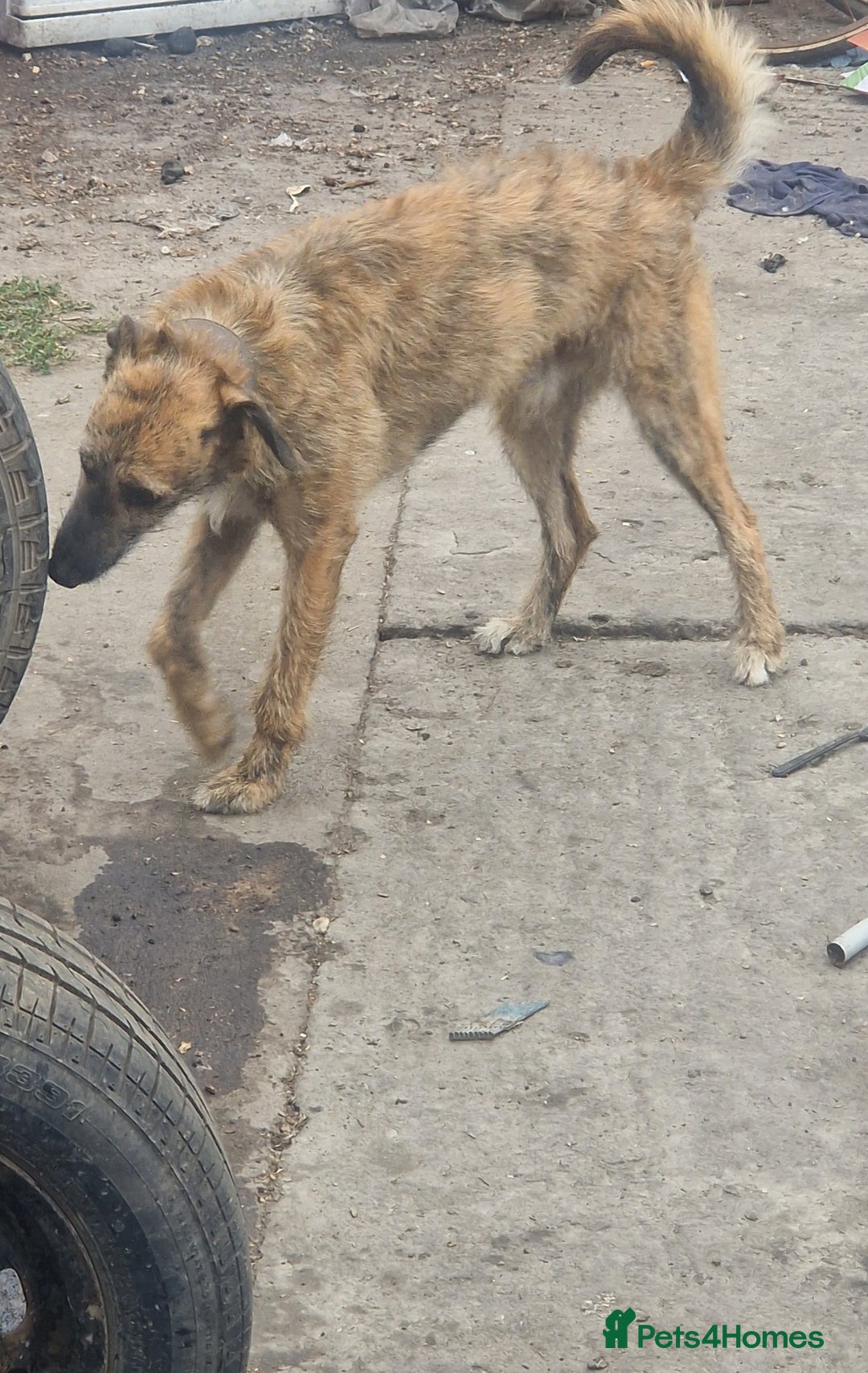 Mixed Breed dogs for sale: Lurcher  pups  - Image 8