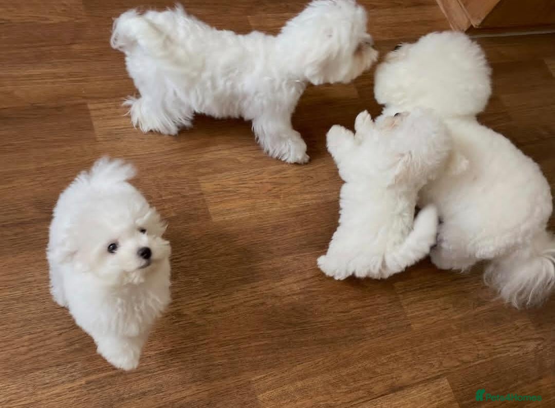 Bichon Frise dogs Cloud-Soft Paws and a Personality Full of Sunshine - Advert 2