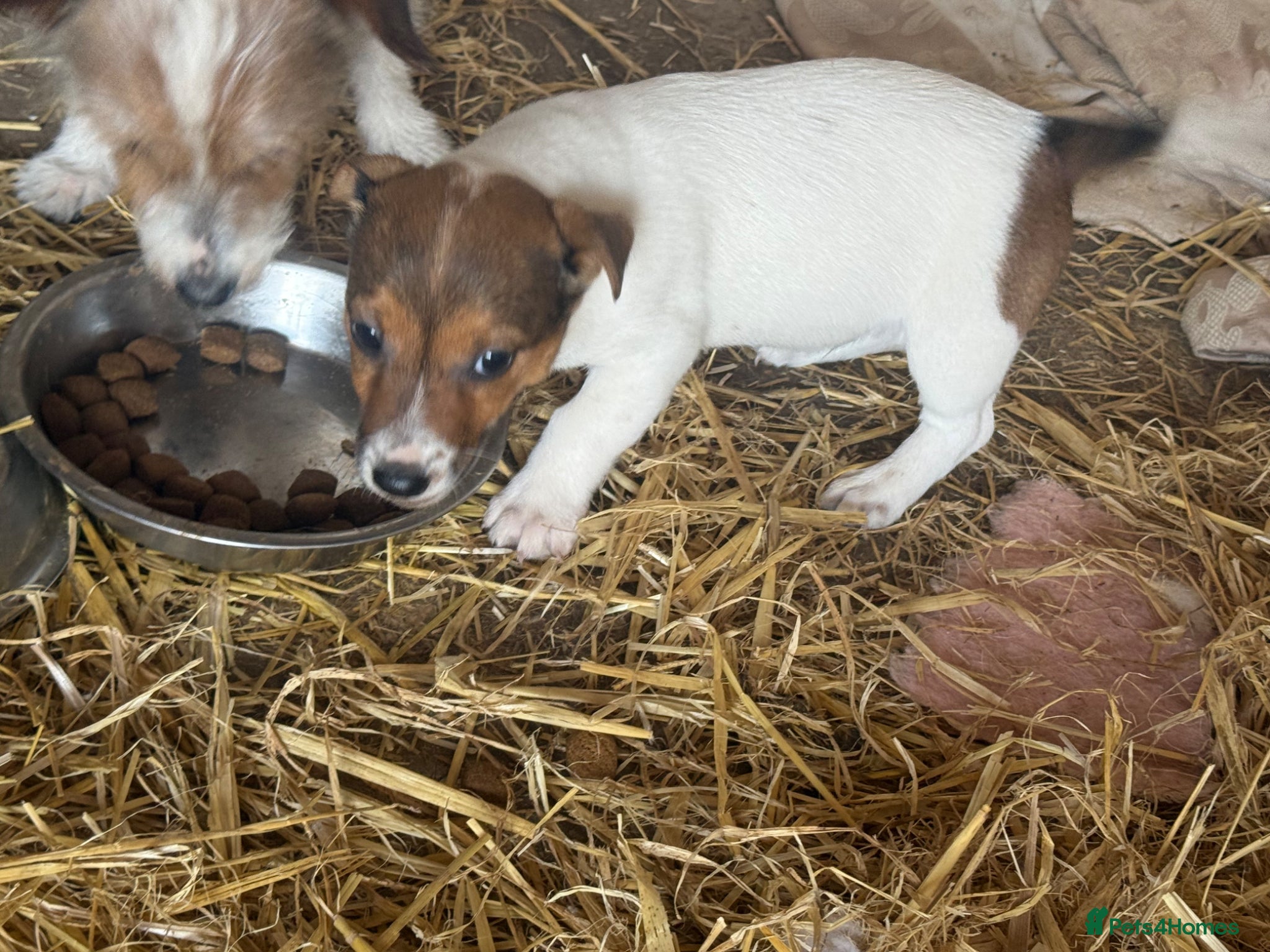 Jack Russell dogs Jack Russell pup ready now 1 boy left now ! - Advert 1