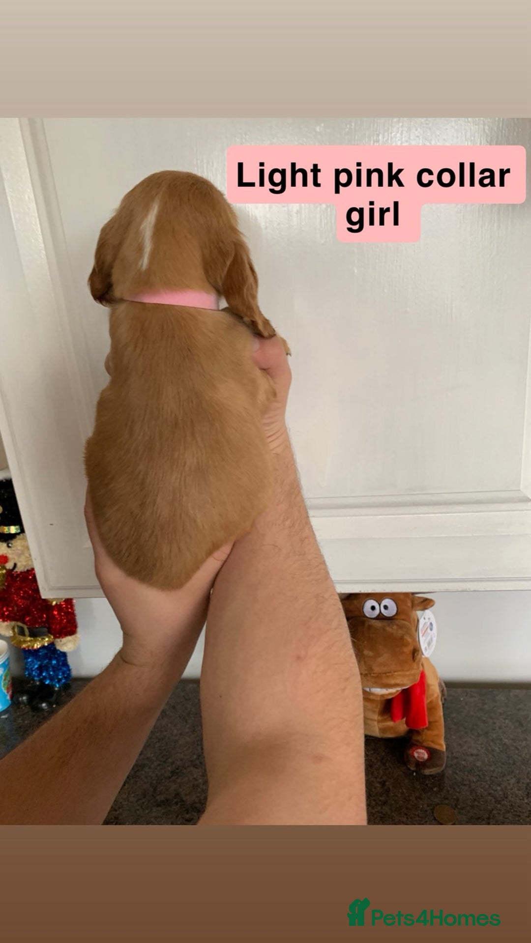 Cocker Spaniel dogs for sale: Showtype cocker spaniels  - Advert 9