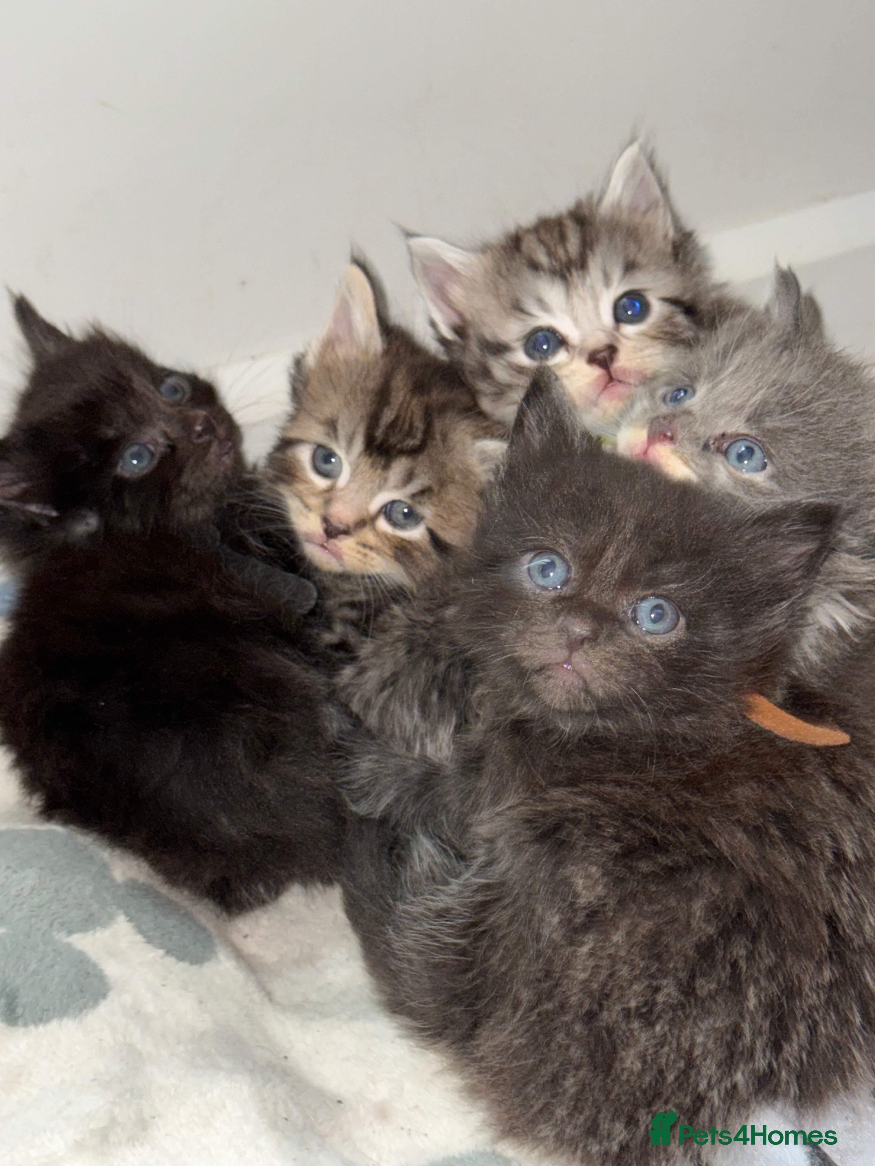 Maine Coon cats 5 adorable maine coon kittens - Advert 3