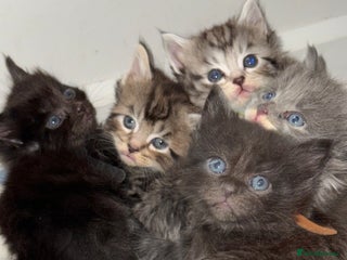 Maine Coon cats 5 adorable maine coon kittens - Advert 3