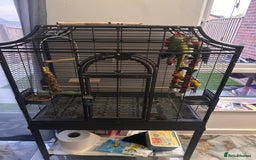 Ringnecks birds for sale: Hand reared male indian ringneck - Image 11