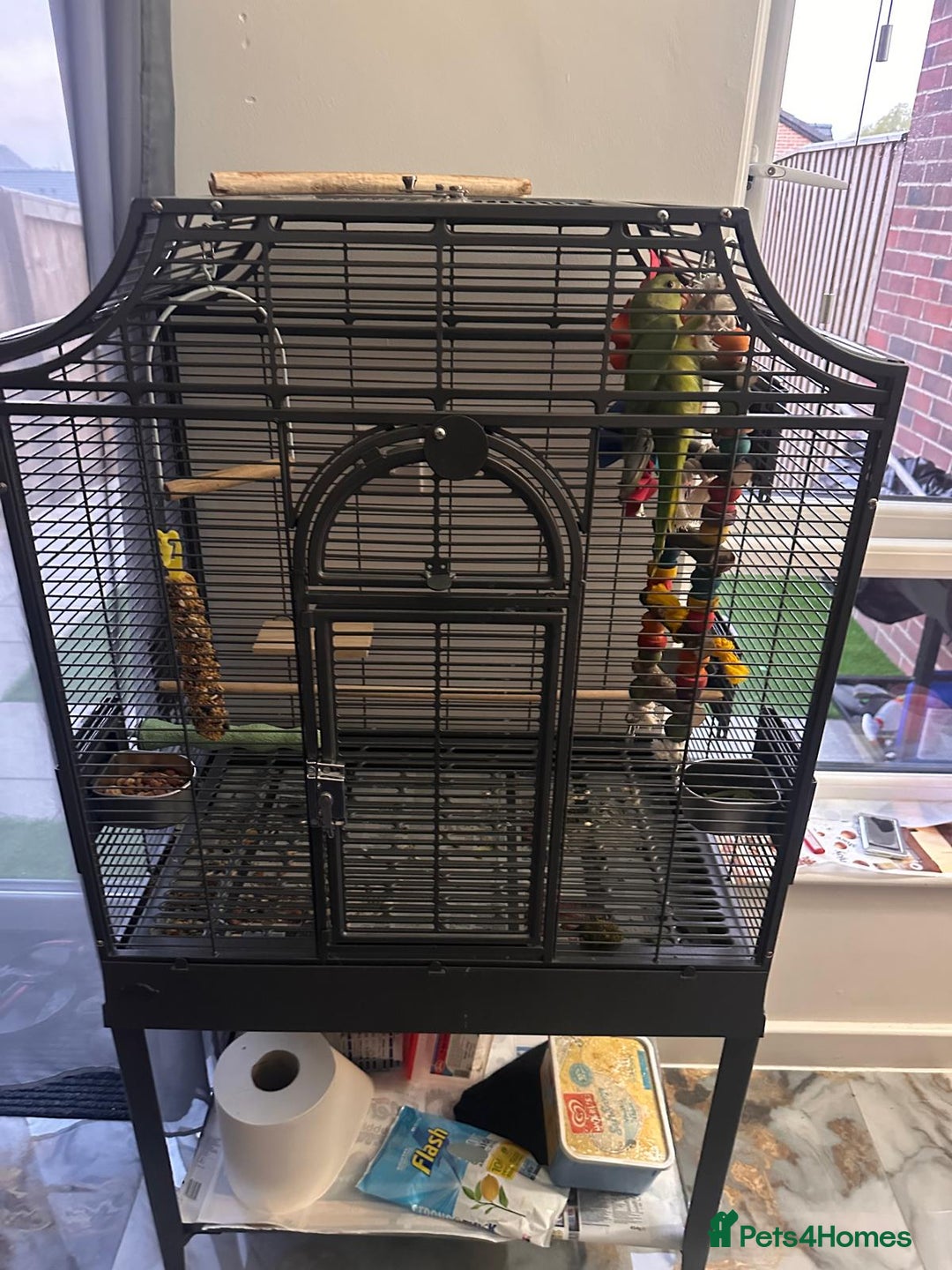 Ringnecks birds for sale: Hand reared male indian ringneck - Image 11