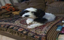 Cavapoo dogs for sale: My Beautiful  girl has had her 1st and only litter - Image 9