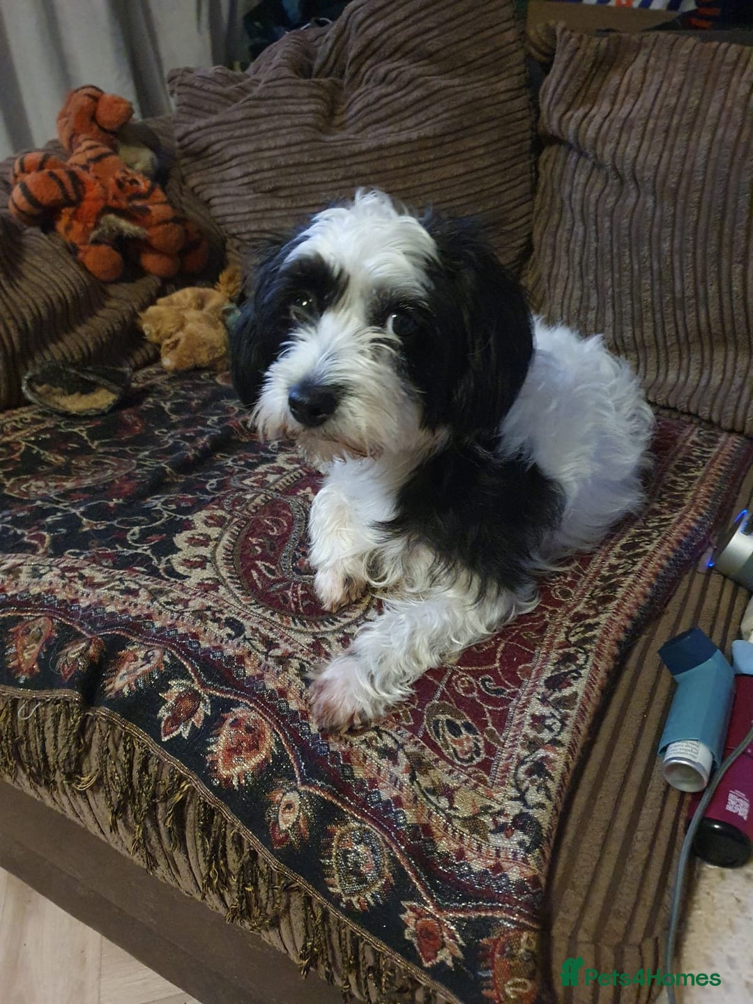 Cavapoo dogs for sale: My Beautiful  girl has had her 1st and only litter - Image 9