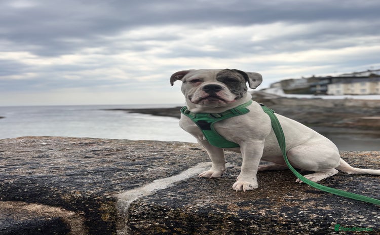 Mixed Breed dogs - Advert 13