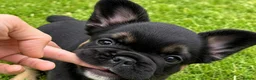 French Bulldog dogs for sale: Adorable Fluffy French Bulldog Puppies - Advert 4