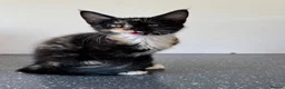 Maine Coon cats for sale: Last gorgeous HALF maine coon girl 💗 - Advert 2
