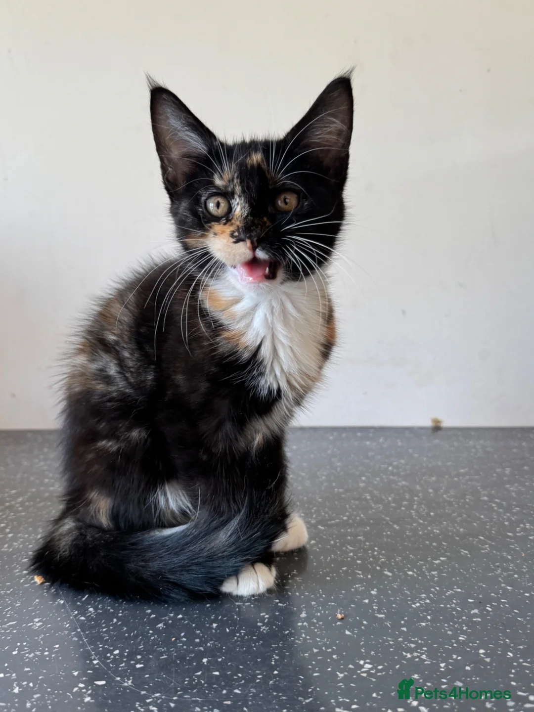 Maine Coon cats for sale: Last gorgeous HALF maine coon girl 💗 - Advert 2