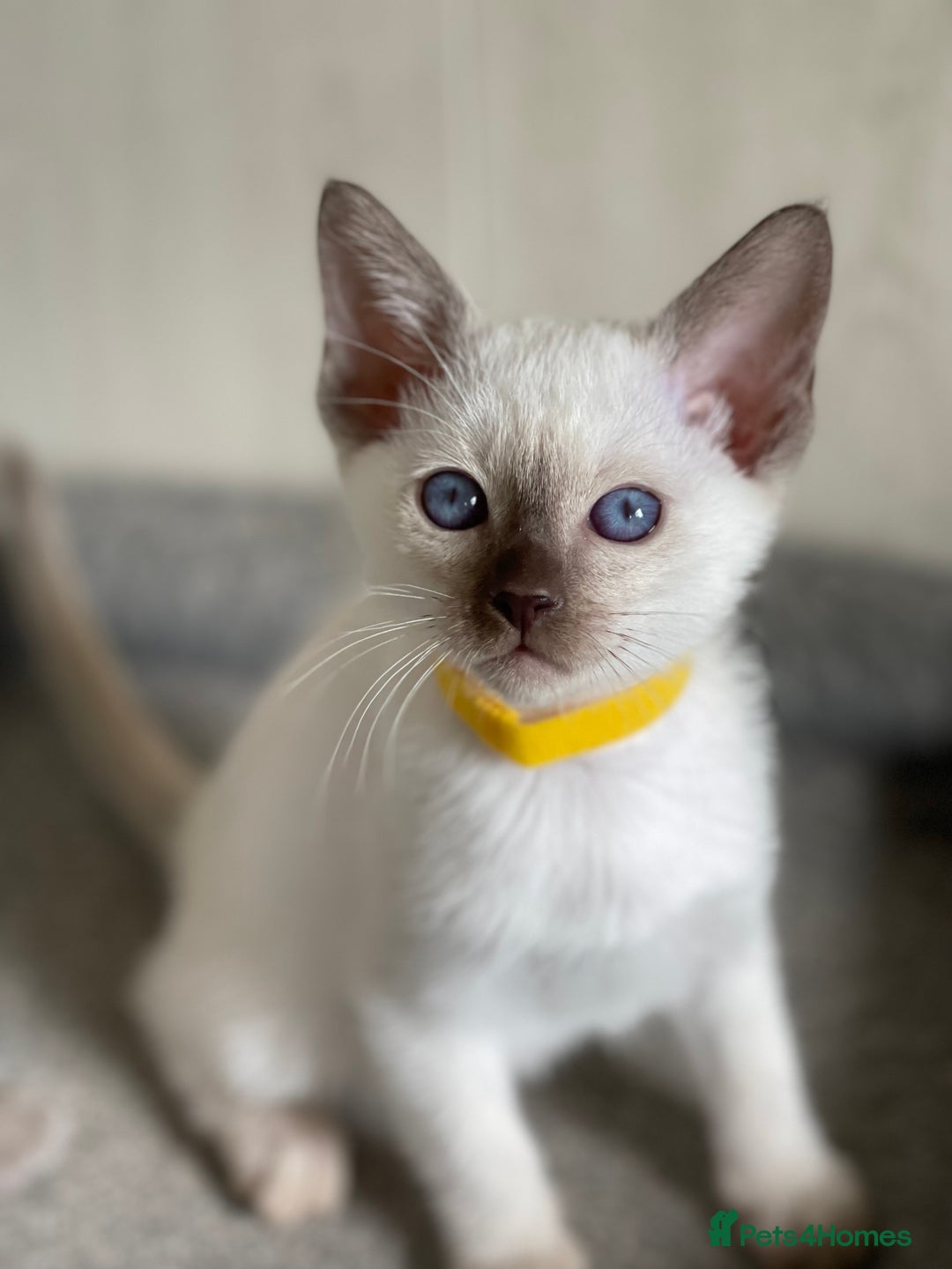 Siamese cats for sale: Stunning GCCF Registered Traditional Siamese.  - Image 4