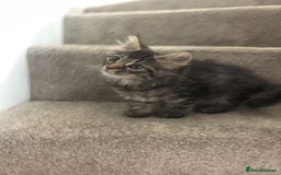 Mixed Breed cats for sale: Gorgeous Tabby Girl Kittens Ready  - Image 6