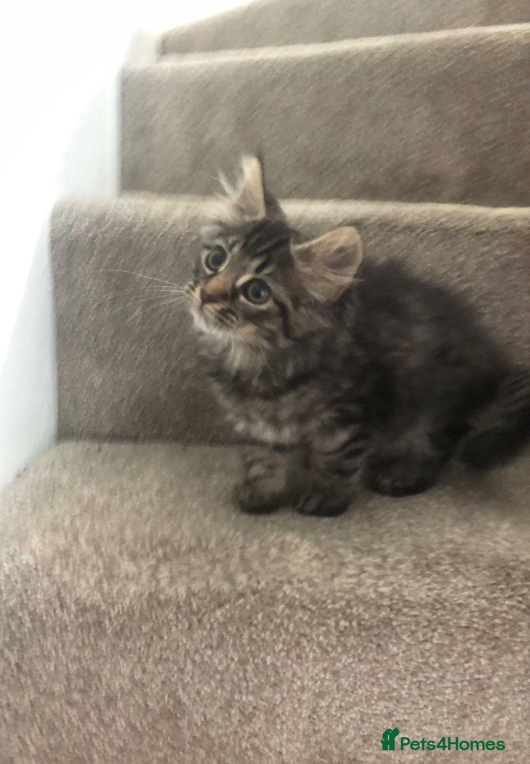 Mixed Breed cats for sale: Gorgeous Tabby Girl Kittens Ready  - Image 6