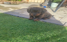 Mixed Breed dogs for sale: Daxipoo puppies - Image 13