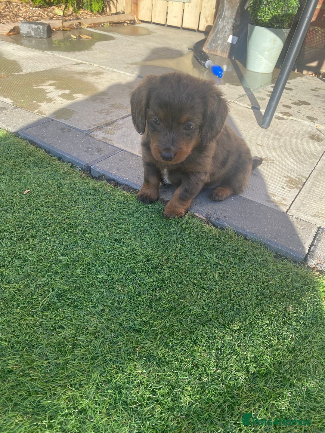 Mixed Breed dogs for sale: Daxipoo puppies - Image 13