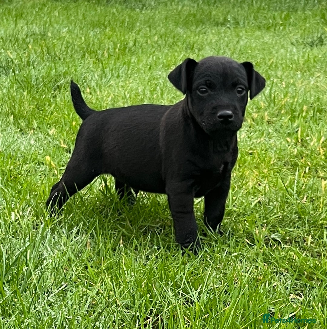 Patterdale Terrier dogs for sale: Patterdale terrier puppies - Advert 7