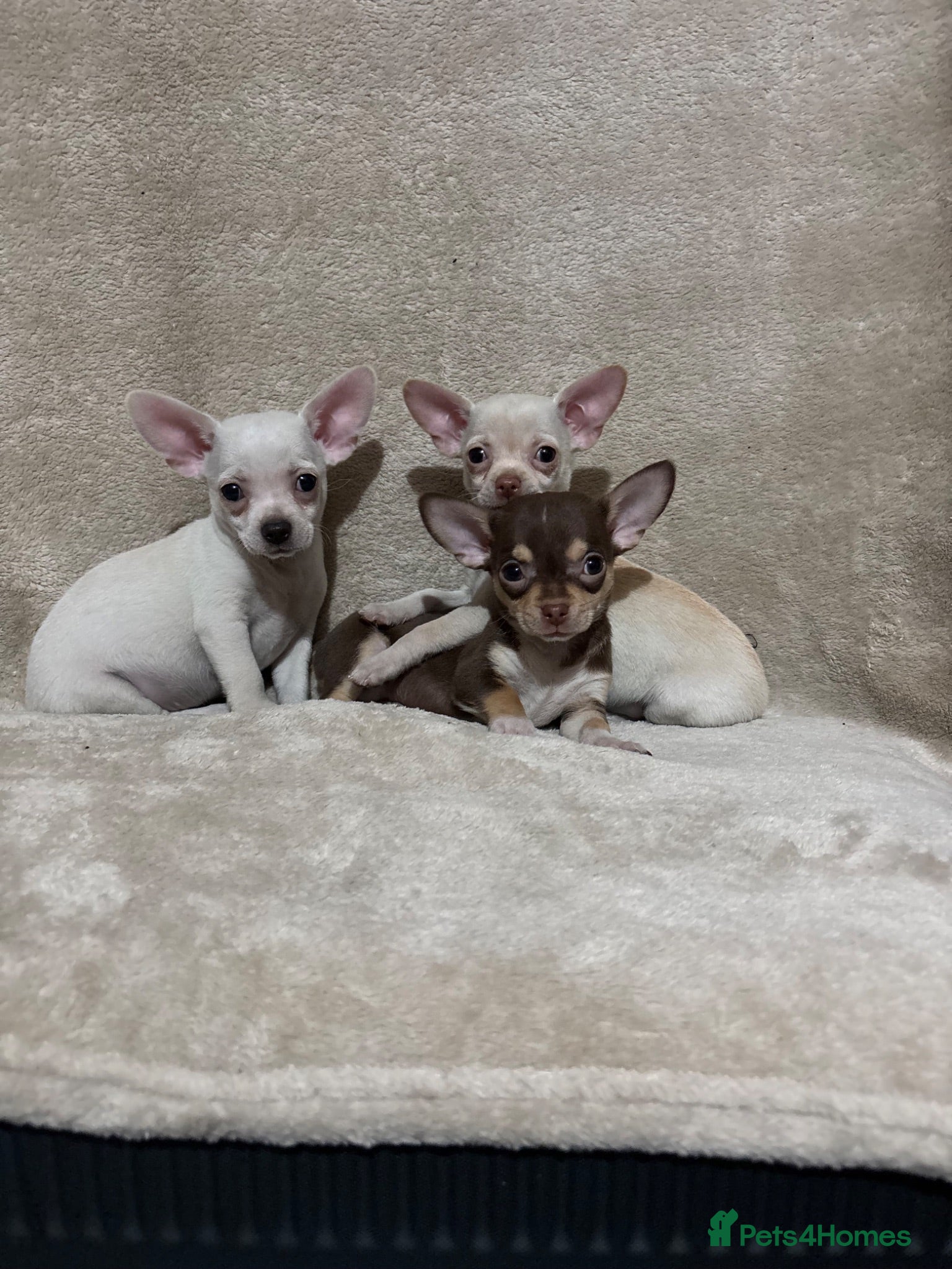 Chihuahua dogs Chihuahua puppy’s  - Advert 1