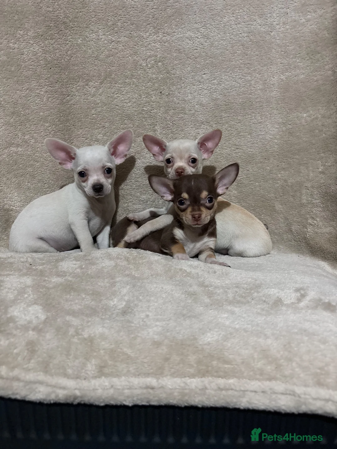 Chihuahua dogs for sale: Chihuahua puppy’s  - Advert 1