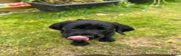 Mixed Breed dogs for sale: 🌟Ready Now🌟 GWPxLab - Advert 14