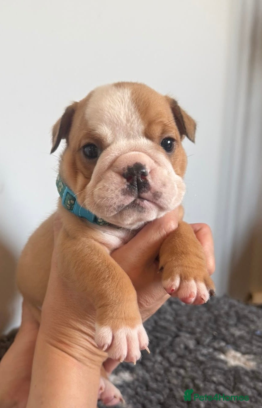 English Bulldog dogs Health tested Kc traditional red & white bulldogs - Advert 2