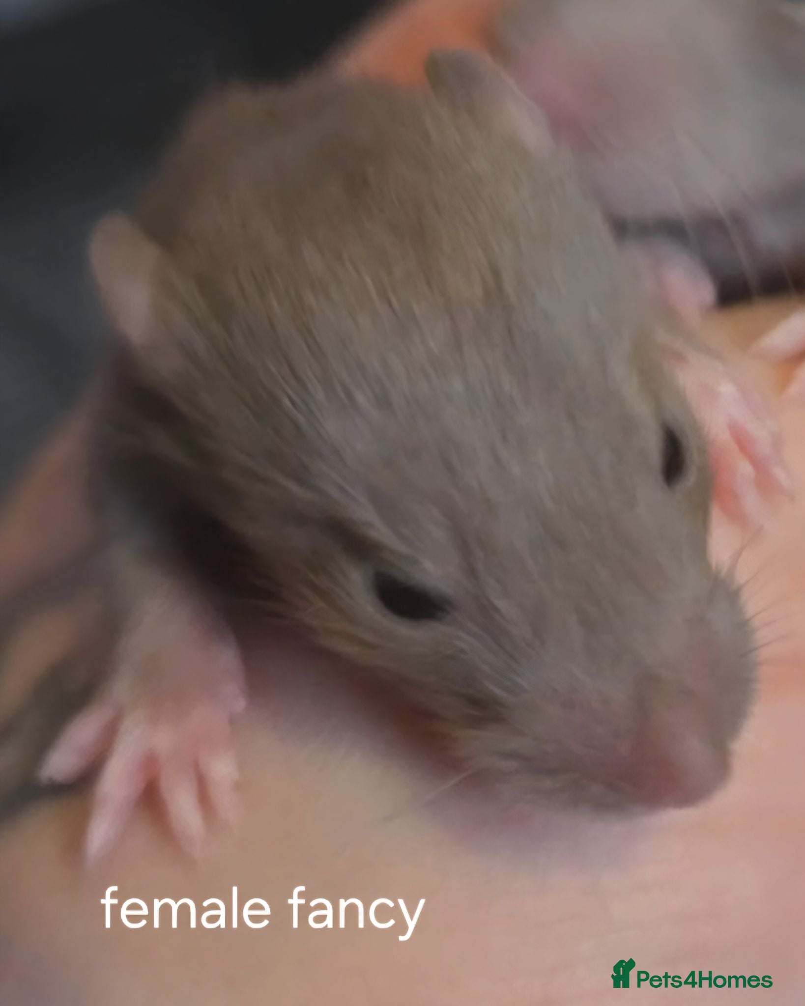 Rat rodents Dumbos and fancy rats ready now.  - Advert 2
