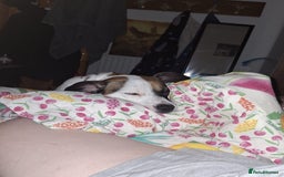 Mixed Breed dogs for sale: Bruno - Needs a New, Loving Home - Image 24