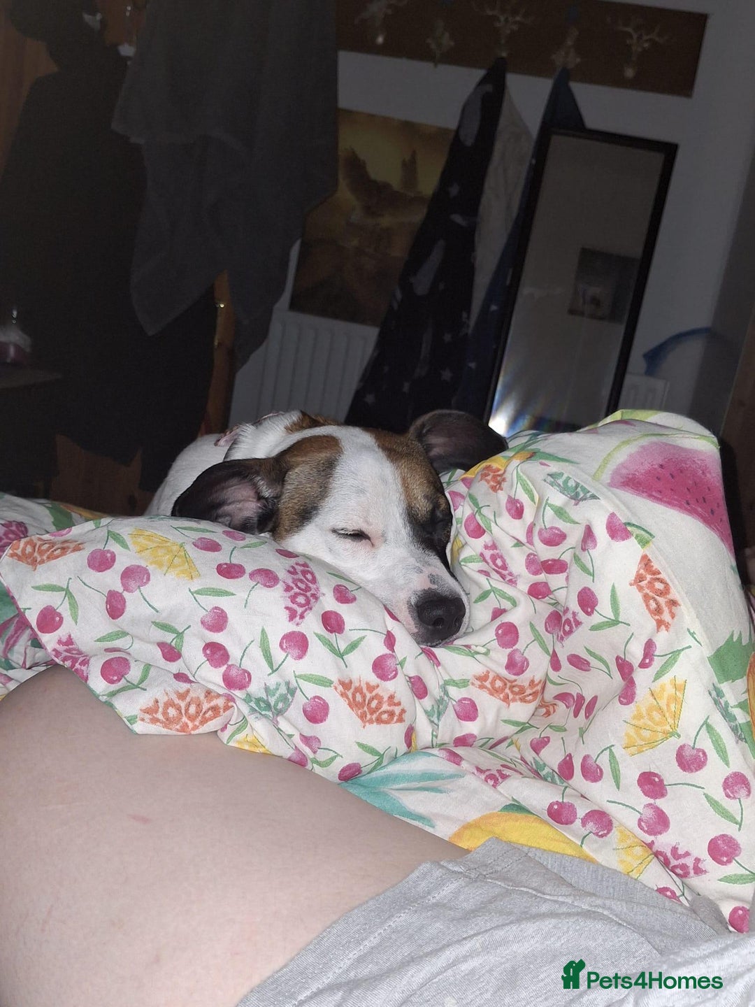 Mixed Breed dogs for sale: Bruno - Needs a New, Loving Home - Image 24