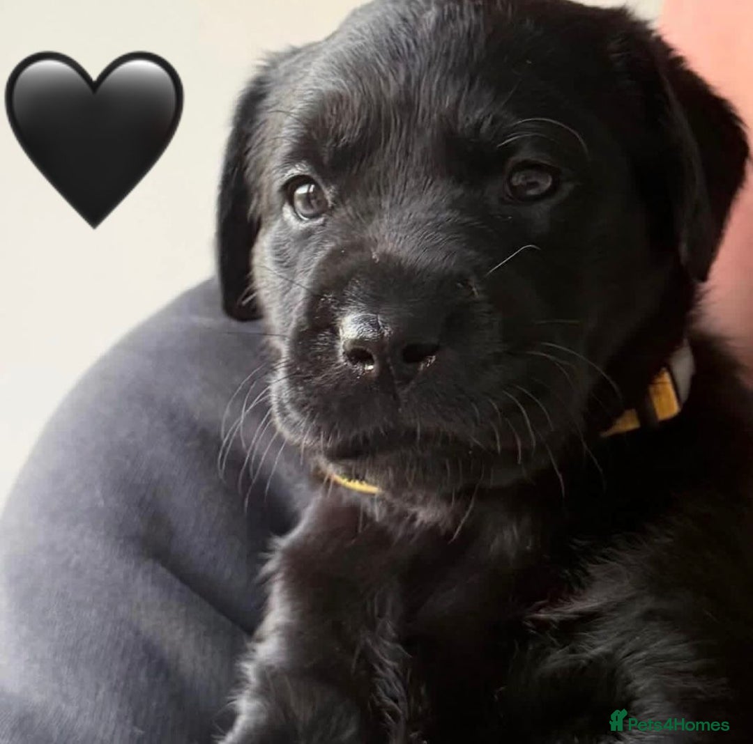 Labrador Retriever dogs for sale: Labrador Puppies  - Advert 5