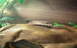 Leopard Gecko reptiles for sale: Leopard Gecko looking for a new home - Image 3