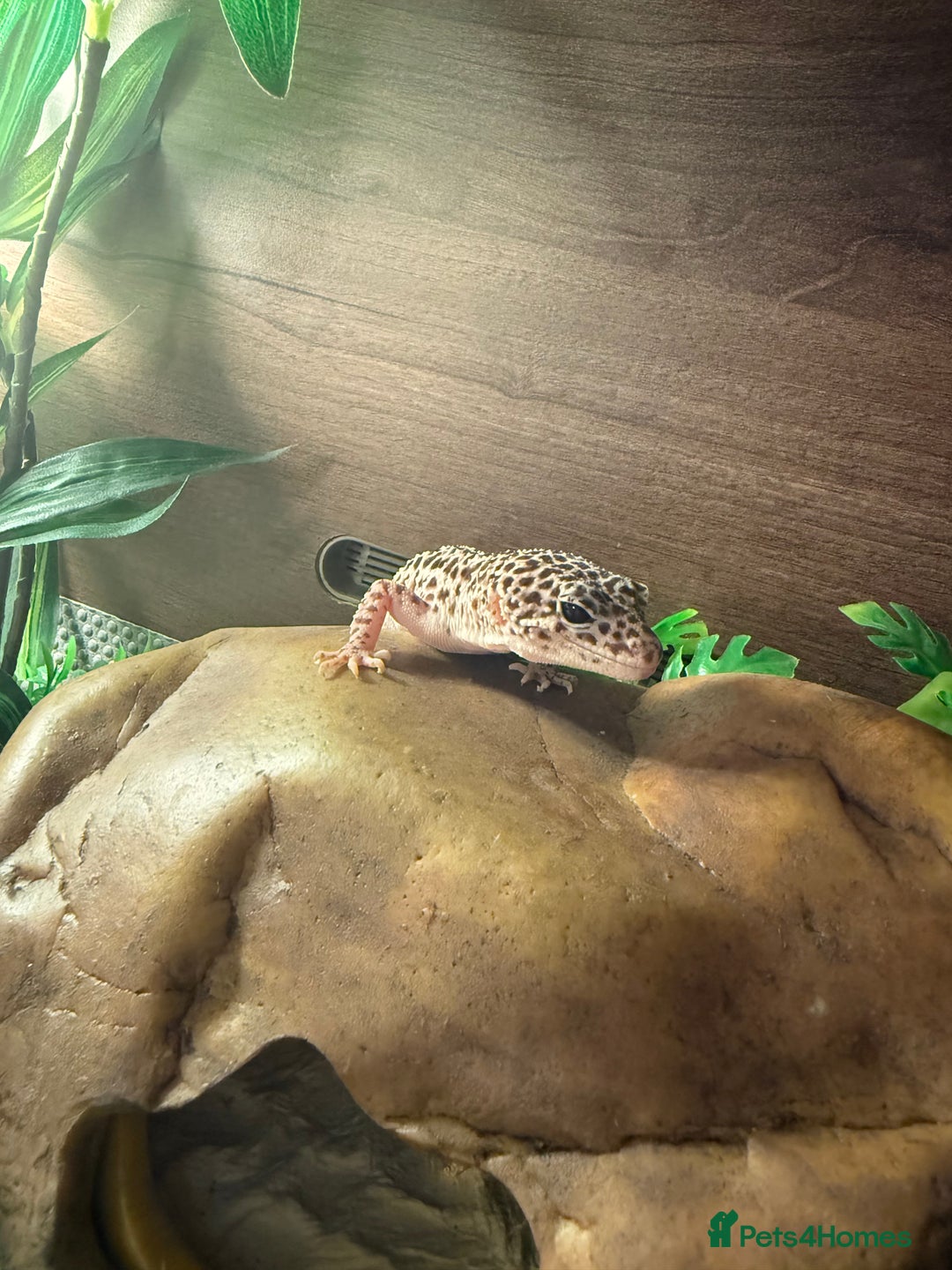 Leopard Gecko reptiles for sale: Leopard Gecko looking for a new home - Image 3