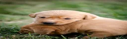 Labrador Retriever dogs for sale: Elite Litter: KC Registered Fox Red Labrador Pups - Advert 13