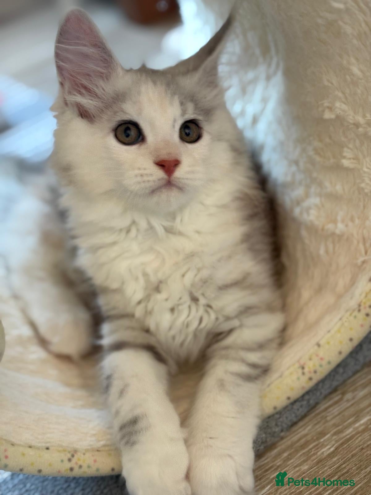 Maine Coon cats XL Maine Coon Kittens for Sale – TICA Reg - Advert 1