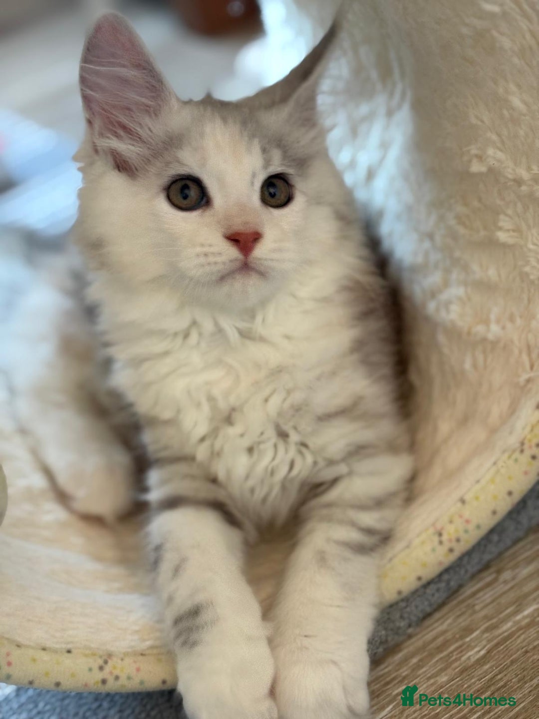 Maine Coon cats for sale: XL Maine Coon Kittens for Sale – TICA Reg - Advert 9