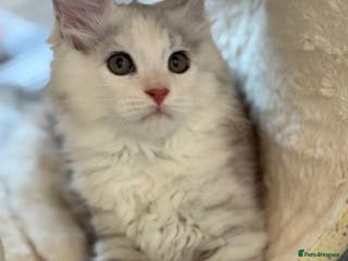 Maine Coon cats XL Maine Coon Kittens for Sale – TICA Reg - Advert 18