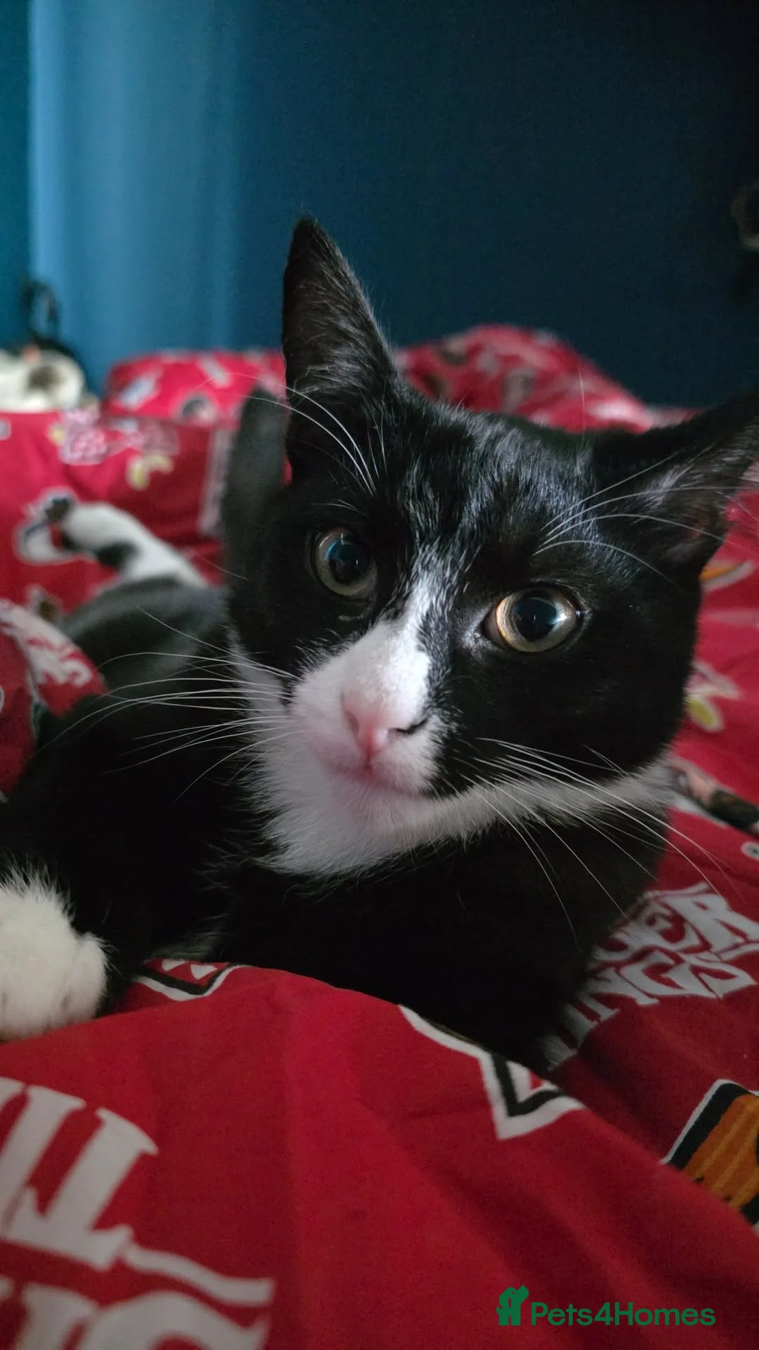 Mixed Breed cats for sale: Mother and son - Advert 2