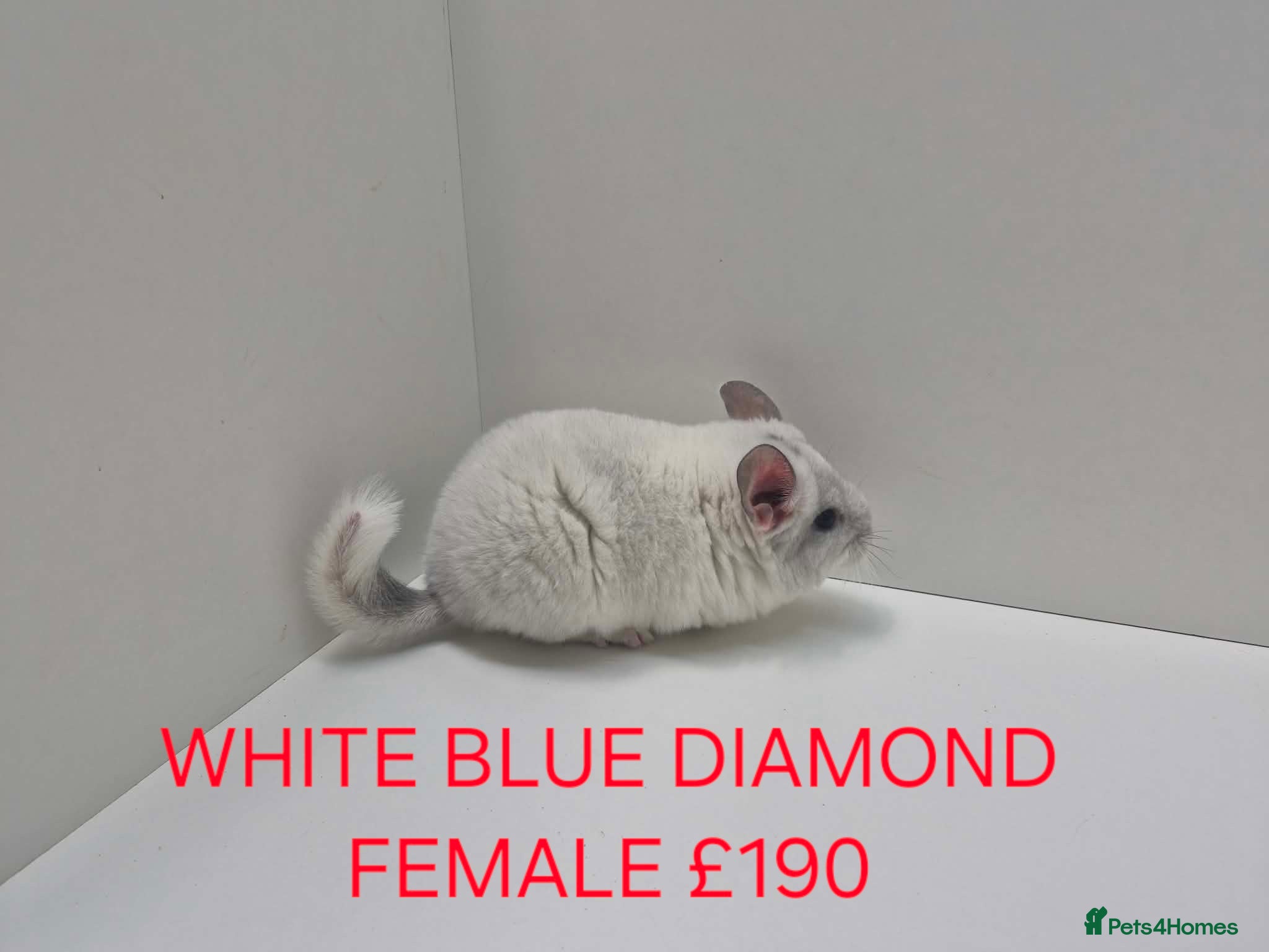 Chinchilla rodents STUNNING BABIES CHINCHILLA MIX COLOURS AND GENDER  - Advert 9