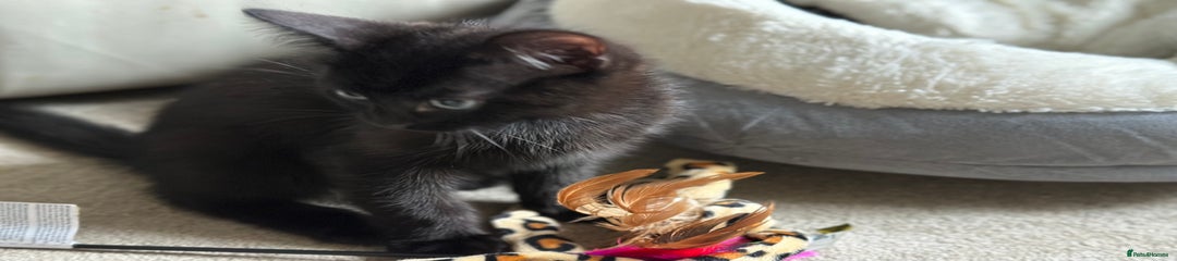 Mixed Breed Kitten 4
