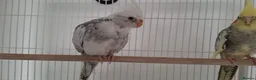 Cockatiels birds for sale: Selling two cocktails with cage. Open to offers - Advert 3