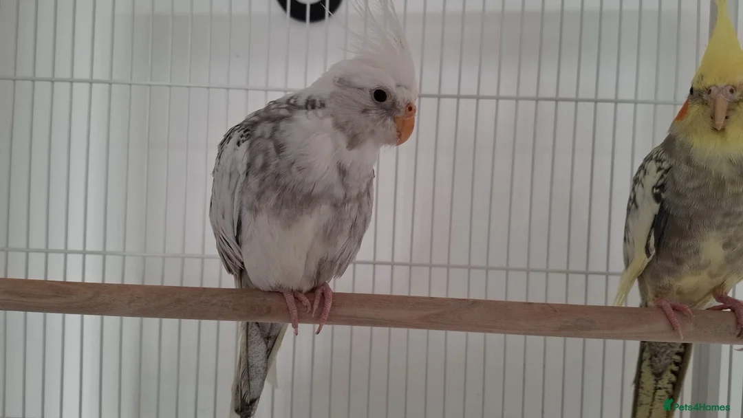 Cockatiels birds for sale: Selling two cocktails with cage. Open to offers - Advert 3