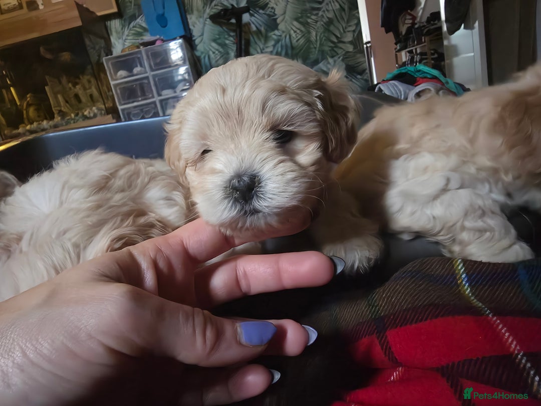 Maltipoo dogs for sale: F1 Maltipoo for sale  - Advert 25